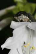 cicada 9-16-06 on hasta flower perched on top.jpg (127746 bytes)