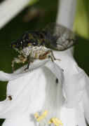 cicada 9-16-06 on hasta flower whole body ant and stamens in focus too.jpg (132253 bytes)