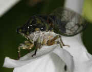 cicada 9-16-06 on hasta flower whole body ant not but stamens in focus too.jpg (151689 bytes)