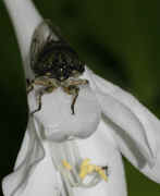 cicada 9-16-06 on hasta flower whole flower 2.jpg (149633 bytes)