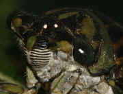 cicada 9-16-06 on leaf cropped nice face 2.jpg (154361 bytes)
