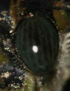 cicada 9-16-06 on leaf eye facets in focus 2 cropped.jpg (122554 bytes)