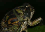 cicada 9-16-06 on leaf eye facets in focus 2.jpg (110762 bytes)
