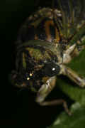 cicada 9-16-06 on leaf eye facets in focus heading down.jpg (126190 bytes)