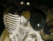 cicada 9-16-06 on leaf eye facets in focus.jpg (111941 bytes)