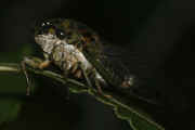 cicada 9-16-06 on leaf whole body.jpg (118565 bytes)