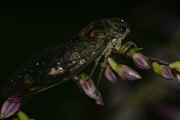 cicada 9-16-06 on purple hastas full body darker.jpg (128575 bytes)