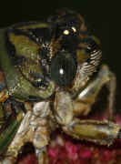 cicada 9-16-06 on summer poinsettia cropped body nice eye focus.jpg (141883 bytes)