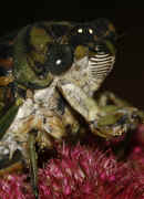 cicada 9-16-06 on summer poinsettia cropped body nice facial hair focus.jpg (136523 bytes)