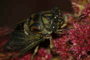 cicada 9-16-06 on summer poinsettia cropped reaching.jpg (129500 bytes)