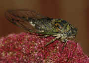 cicada 9-16-06 on summer poinsettia full body view horizontal.jpg (145211 bytes)