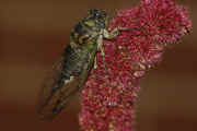 cicada 9-16-06 on summer poinsettia full body view.jpg (134047 bytes)