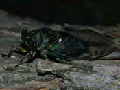cicada facing left night.jpg (123272 bytes)