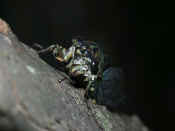cicada front night brighter.jpg (124410 bytes)