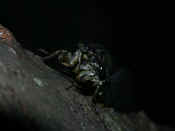cicada front night.jpg (108900 bytes)