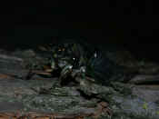 cicada front wings exposed night.jpg (136979 bytes)