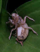 cicada nymph in leaf underside view cropped.jpg (135507 bytes)