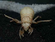 cicada nymph on glove front view.jpg (146887 bytes)