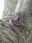 coiled up in tree facing right no flash.jpg (137893 bytes)