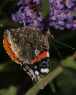 colorful butterfly 8-25-06 full view eyes in focus.jpg (147910 bytes)