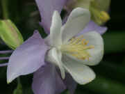 columbine lavender white outer petal in focus.jpg (116963 bytes)