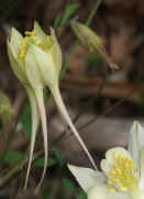 columbine white two together rotated and cropped.jpg (111028 bytes)