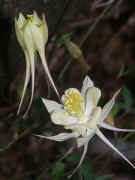 columbine white two together rotated.jpg (134291 bytes)