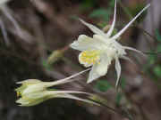 columbine white two together side view both fairly focused.jpg (128900 bytes)