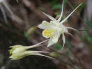 columbine white two together side view right flower more in focus.jpg (124519 bytes)