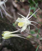 columbine white two together side view.jpg (105912 bytes)