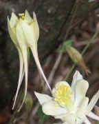 columbine white two together unotated and uncropped 2.jpg (120633 bytes)