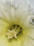 daffodil closeup facing left cropped.jpg (124805 bytes)