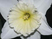 daffodil closeup facing left.jpg (129452 bytes)