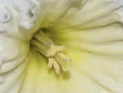 daffodil closeup facing right cropped.jpg (131419 bytes)