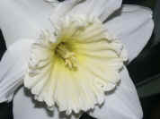 daffodil closeup facing right.jpg (130810 bytes)