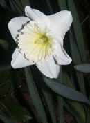 daffodil full view cropped.jpg (138546 bytes)