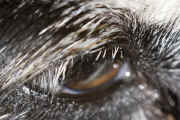 darwin eye 7-30-06.jpg (141705 bytes)
