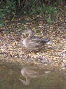 duck in leaves.jpg (148068 bytes)