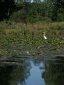 egret from afar.jpg (114115 bytes)