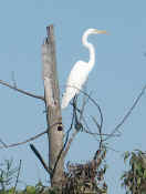egret in tree cropped.jpg (116260 bytes)