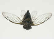 flying cicada top view 2.jpg (107623 bytes)
