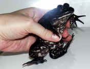 hand holding frog.jpg (113589 bytes)