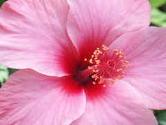 hibiscus closeup.jpg (74046 bytes)
