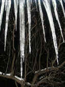 icicles in front of tree dk bkg tree in focus.jpg (139013 bytes)