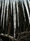 icicles in front of tree dk bkg tree oof.jpg (124725 bytes)