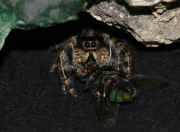 jumping spider 9-26-06 in cave beginning shot 1.jpg (147943 bytes)