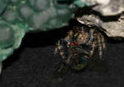 jumping spider 9-26-06 in cave last pic 2.jpg (125528 bytes)