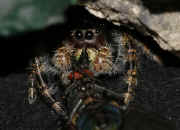 jumping spider 9-26-06 in cave second to last pic super closeup.jpg (145616 bytes)