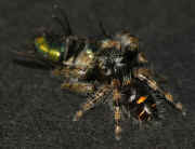 jumping spider 9-26-06 on black paper side view brighter.jpg (124761 bytes)