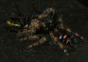 jumping spider 9-26-06 on black paper side view.jpg (112005 bytes)
